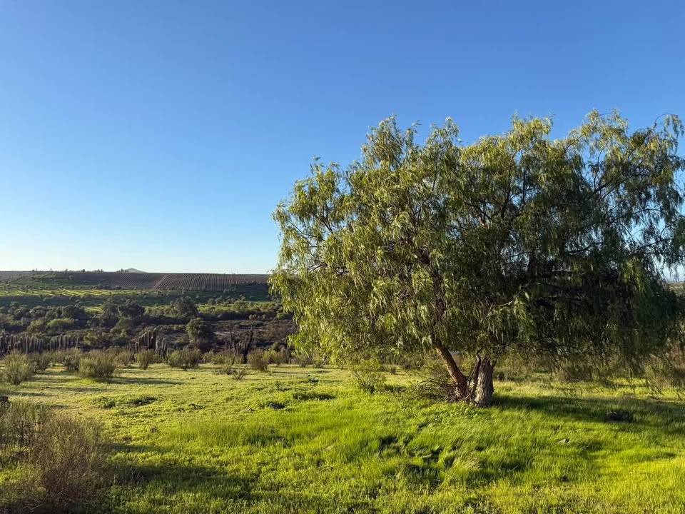 Parcela de 5.000 m² en Camarico Viejo, Ovalle